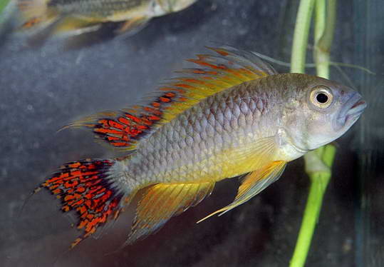 APISTOGRAMMA CACATUOIDES